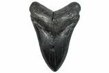 Fossil Megalodon Tooth - South Carolina #293938-1